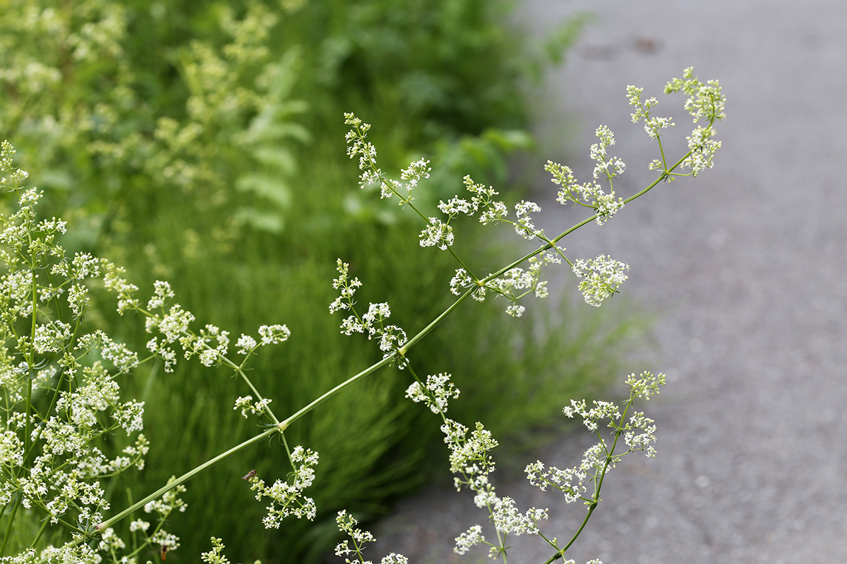 Изображение особи Galium mollugo.