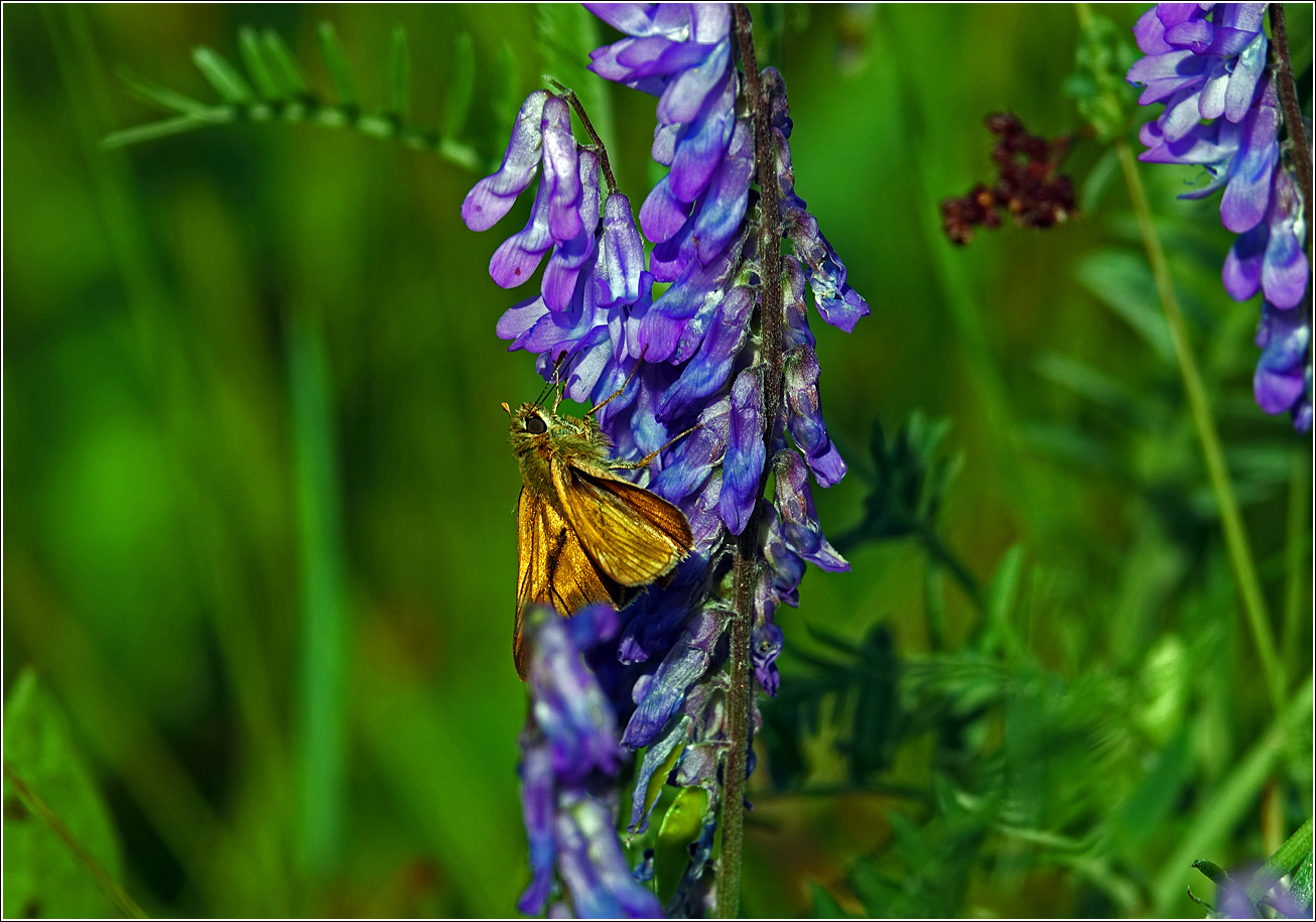 Image of Vicia cracca specimen.