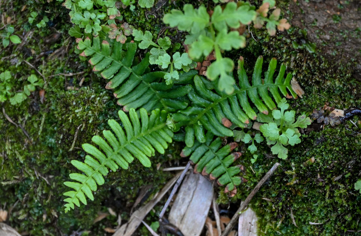 Изображение особи род Polypodium.