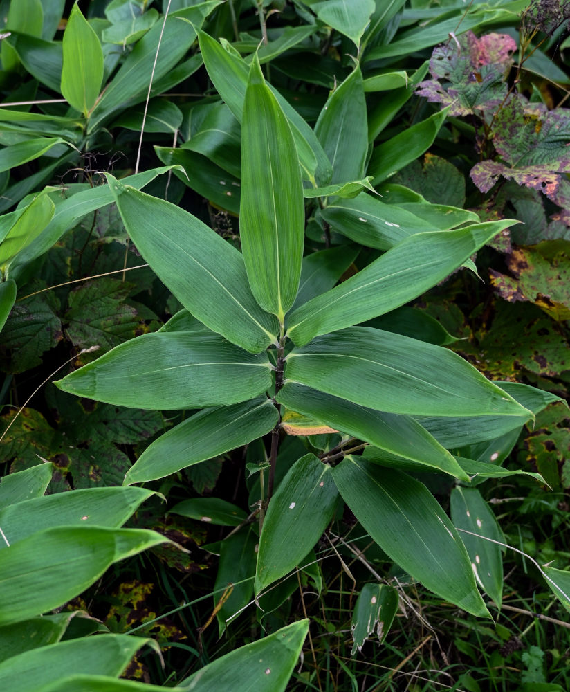 Image of genus Sasa specimen.