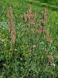 Rumex acetosa. Плодоносящие растения. Костромская обл., г. Кострома, устье р. Кострома, луг. 29.06.2024.