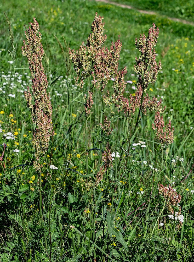 Изображение особи Rumex acetosa.