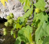 Hibiscus mutabilis. Незрелые плоды и листья. Крым, городской округ Ялта, с. Оползневое, Mriya Resort, парк. 10.11.2023.