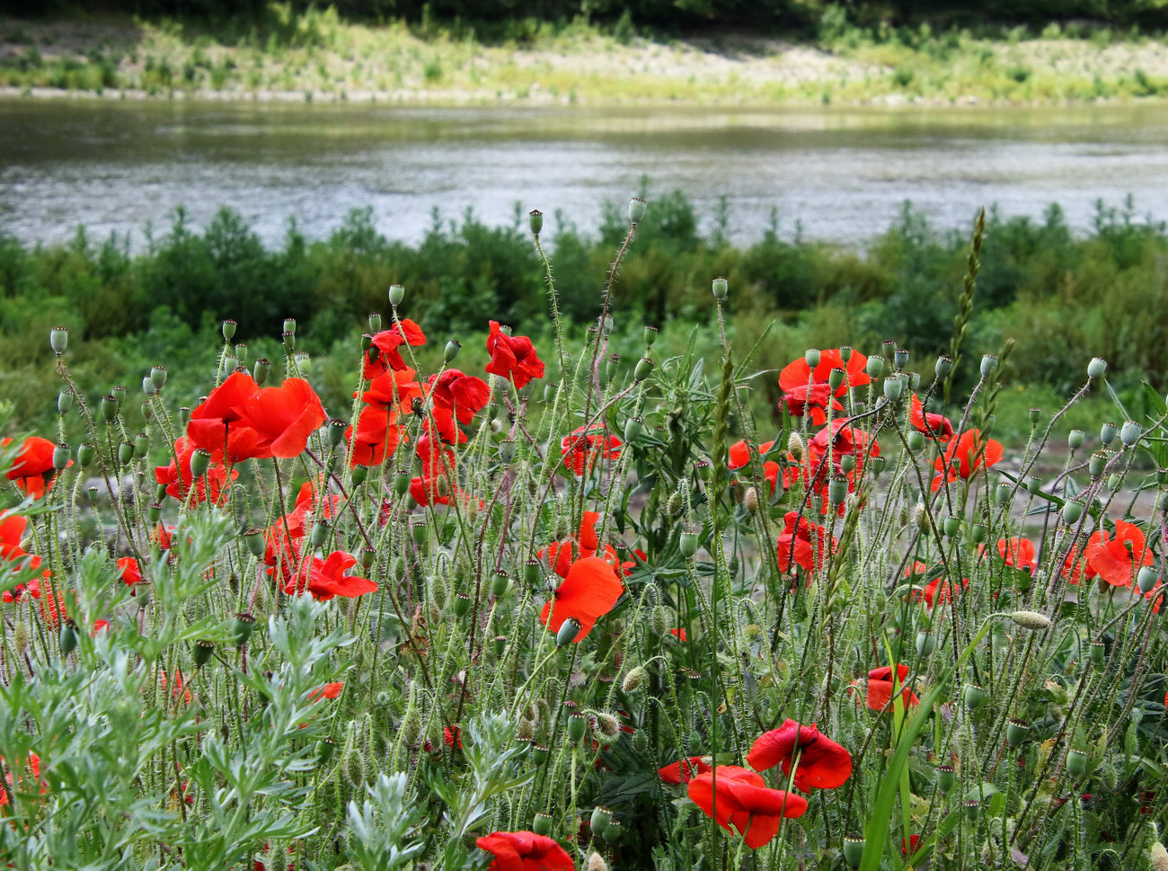 Image of Papaver rhoeas specimen.