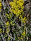 Galium verum. Верхушка побега с соцветием. Оренбургская обл., Кувандыкский гор. округ, Карагай-Губерлинское ущелье, сухой участок лугового склона. 04.07.2023.