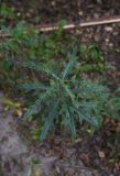 Cirsium arvense