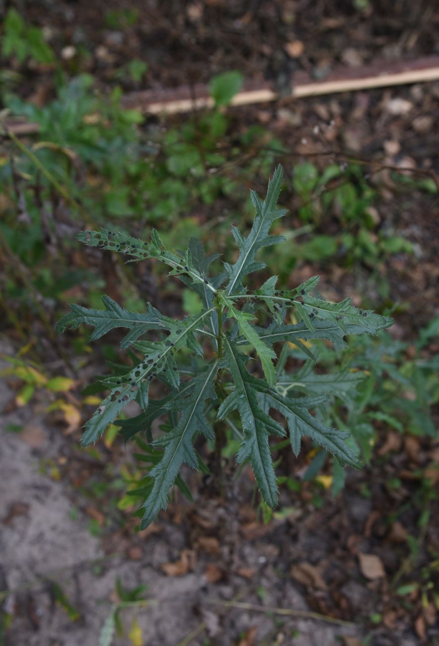 Image of Cirsium arvense specimen.