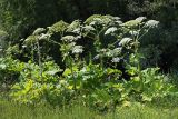 Heracleum sosnowskyi. Цветущие и плодоносящие растения. Ульяновская обл., Мелекесский р-н, окр. с. Куликовка, край поросшей ивняком заболоченной балки, сырой луг. 08.07.2023.