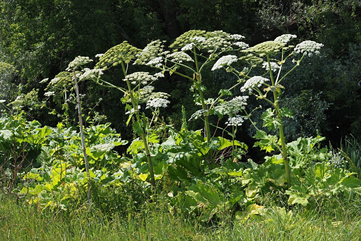 Image of Heracleum sosnowskyi specimen.