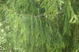 Смотреть изображение Cupressus funebris