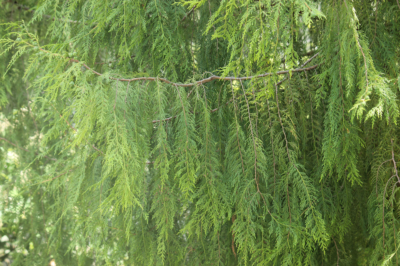 Image of Cupressus funebris specimen.