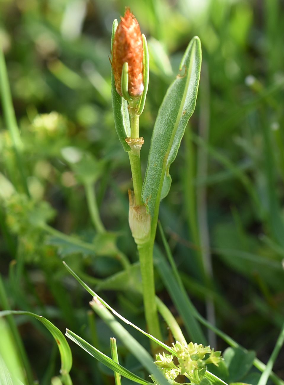 Image of Bistorta carnea specimen.