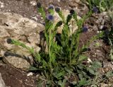 Globularia bisnagarica. Растение с распускающимися соцветиями. Белгородская обл., пос. Ракитное, ул. Сосновая, 2, в культуре. Выращено из семян. Происхождение - Республика Татарстан, обочина автотрассы М-5. 29 апреля 2024 г.