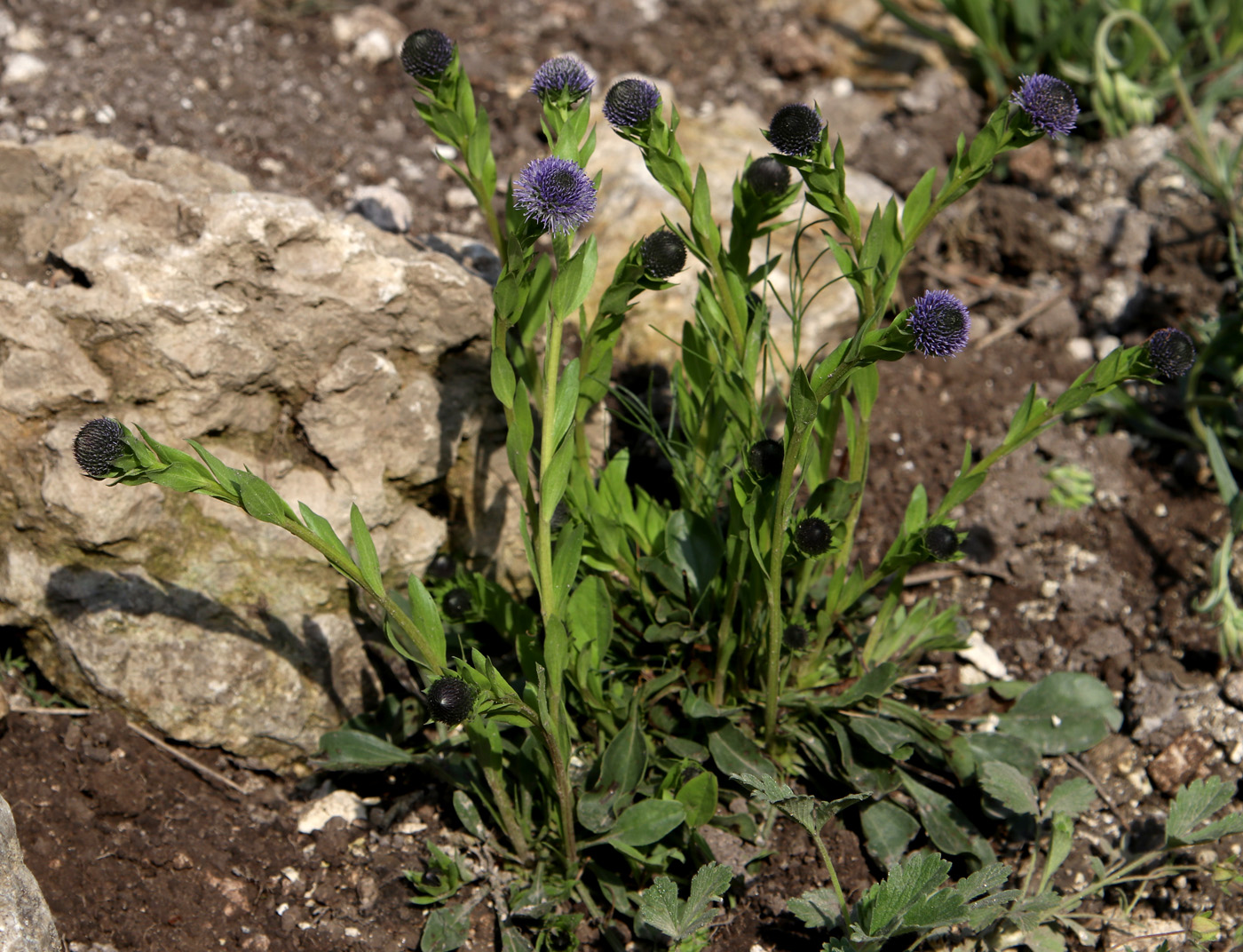 Image of Globularia bisnagarica specimen.