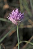 Allium schoenoprasum