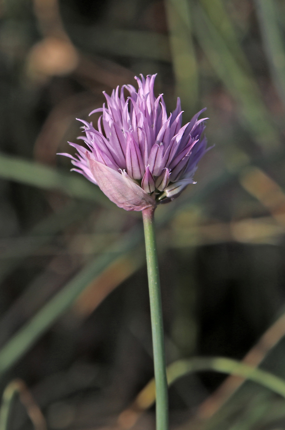 Image of Allium schoenoprasum specimen.