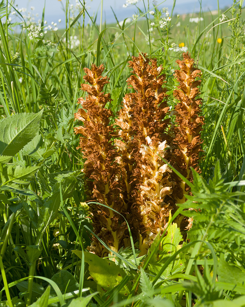 Изображение особи Orobanche grossheimii.