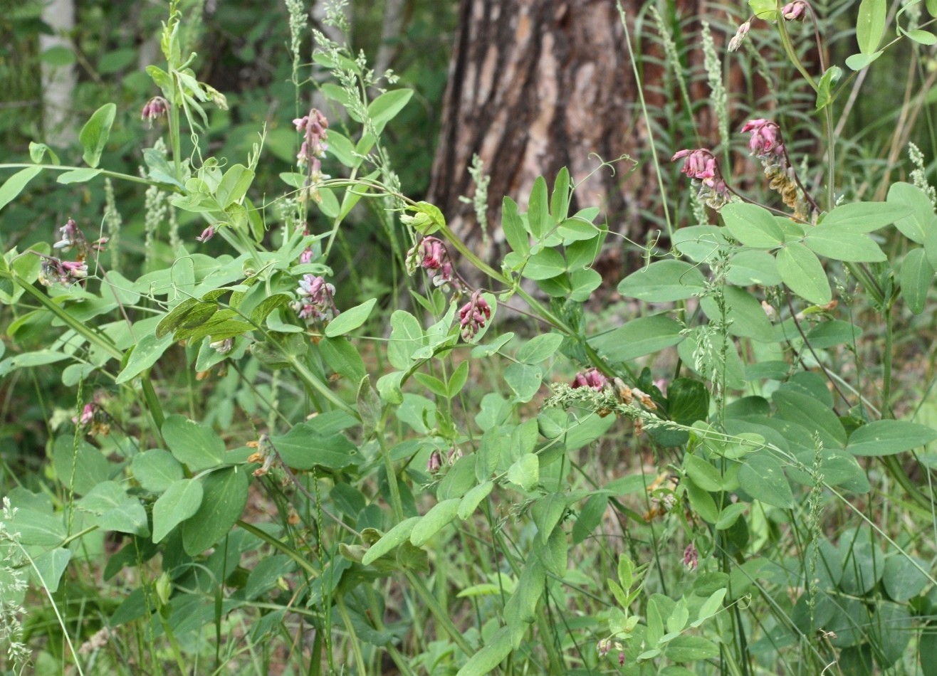 Image of Lathyrus pisiformis specimen.