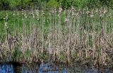 Typha latifolia