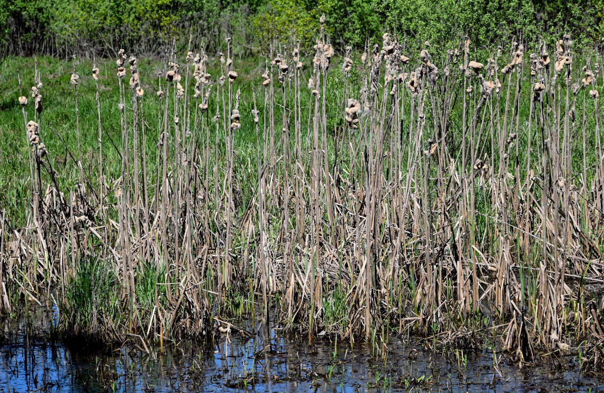 Изображение особи Typha latifolia.