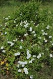 Convolvulus arvensis