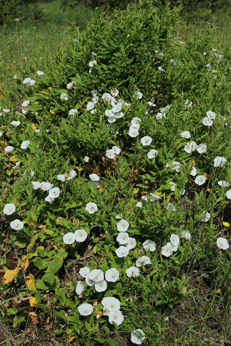 Изображение особи Convolvulus arvensis.