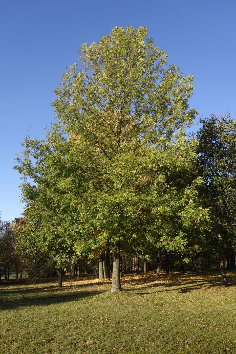 Изображение особи Fraxinus excelsior.