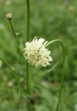 Cephalaria gigantea