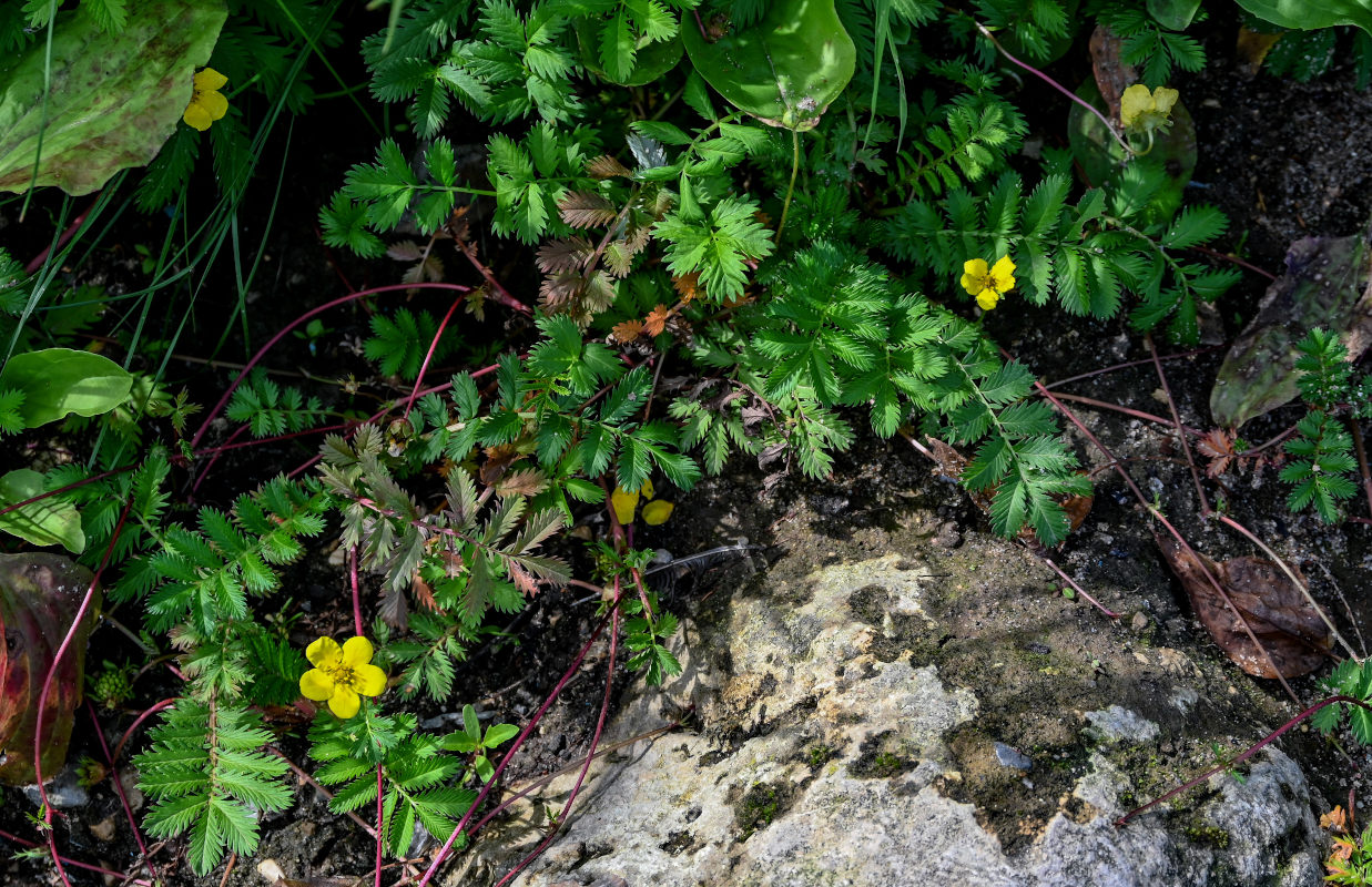 Image of Potentilla anserina specimen.