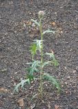 Cirsium buschianum