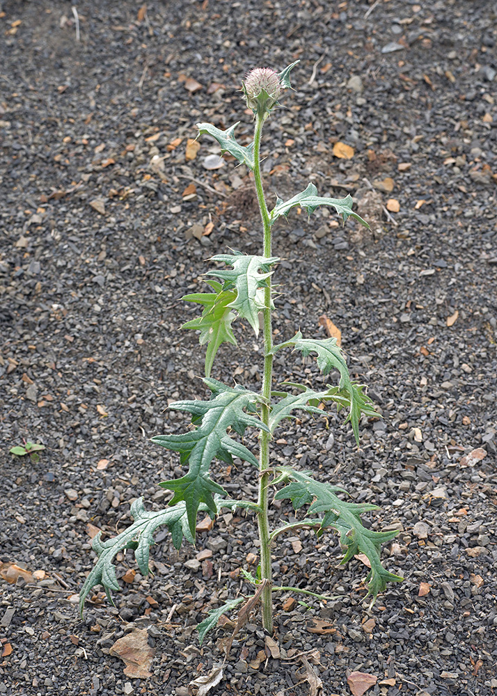 Изображение особи Cirsium buschianum.