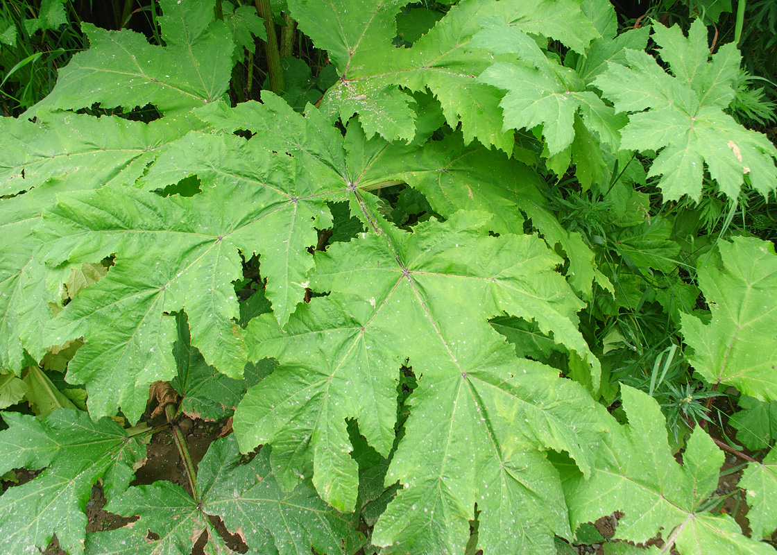 Изображение особи Heracleum lanatum.