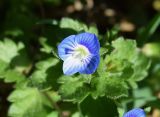 Veronica persica