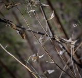 Смотреть изображение Vincetoxicum hirundinaria