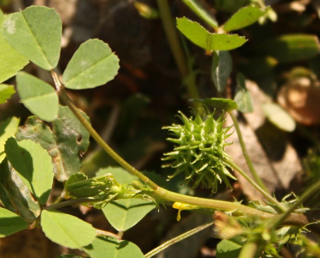 Image of Medicago polymorpha specimen.