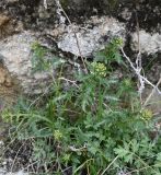 Смотреть изображение Scrophularia olympica