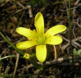 Image of taxon representative. Author is Владимир Свириденко