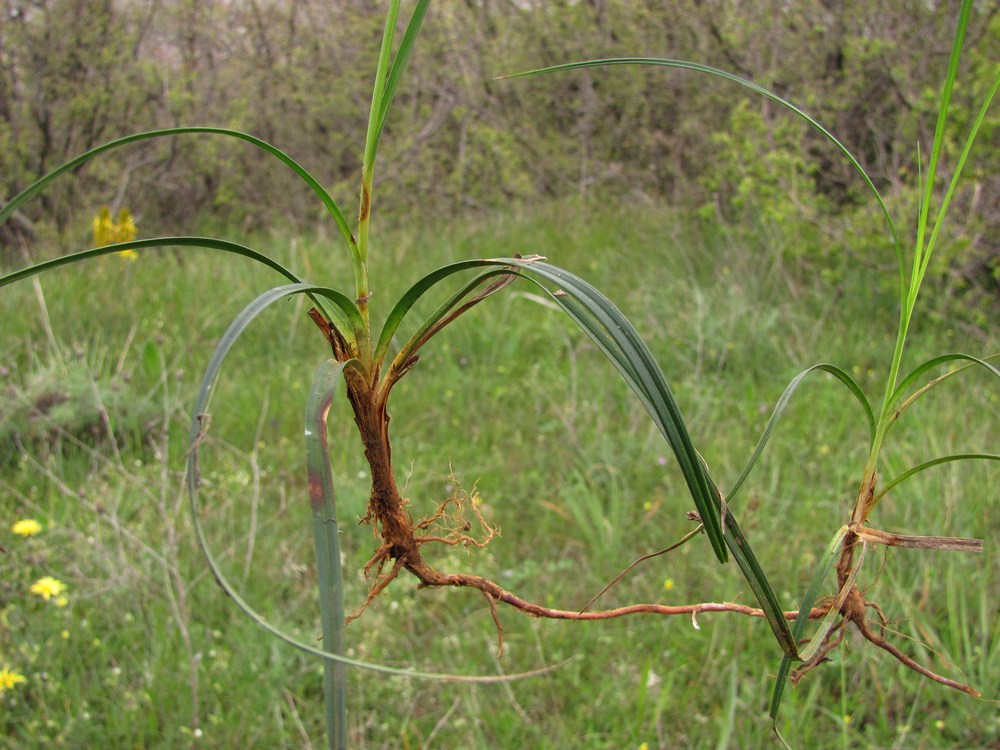 Изображение особи Carex cuspidata.