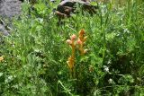 View full-size image genus Orobanche