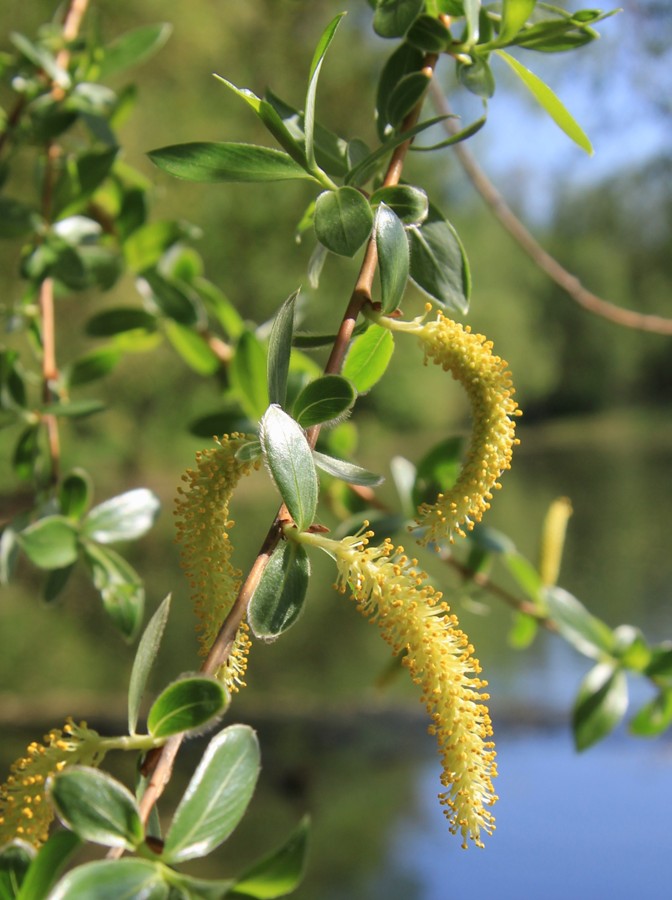 Image of Salix euxina specimen.