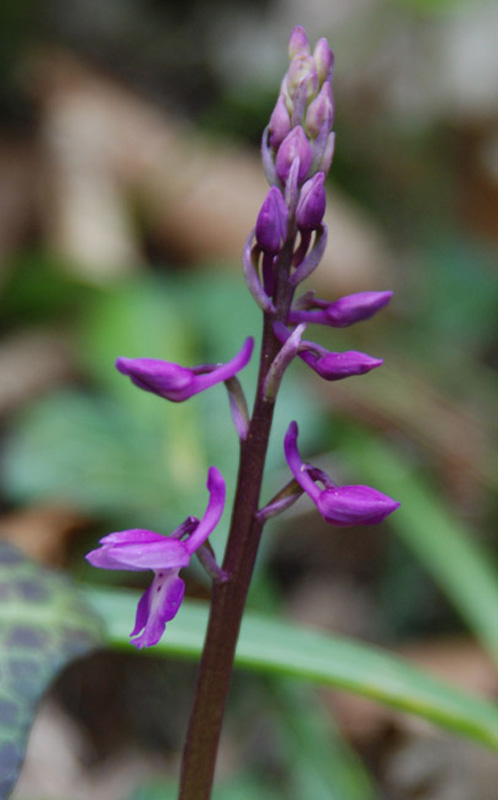 Image of Orchis mascula specimen.