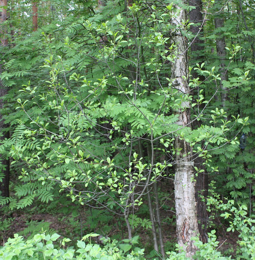 Image of Frangula alnus specimen.