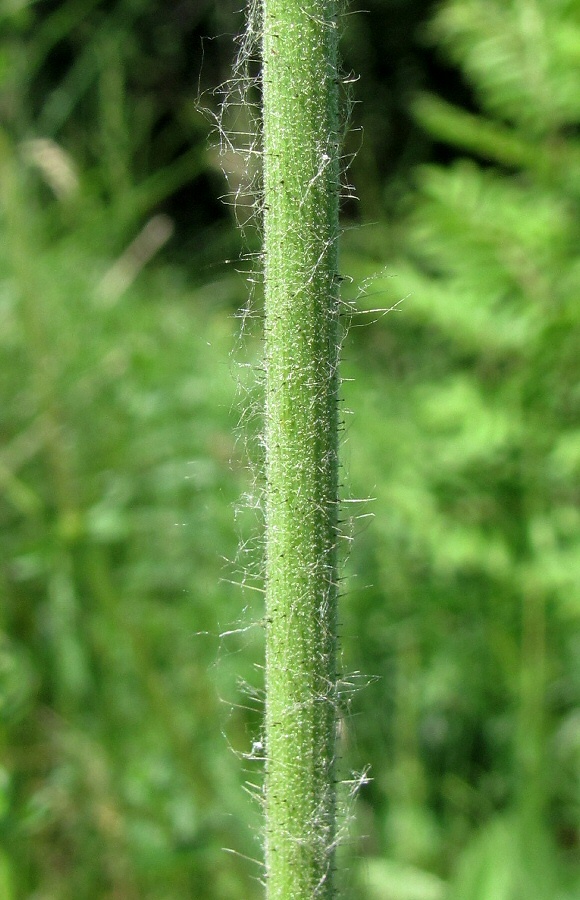 Image of Pilosella cymosa specimen.