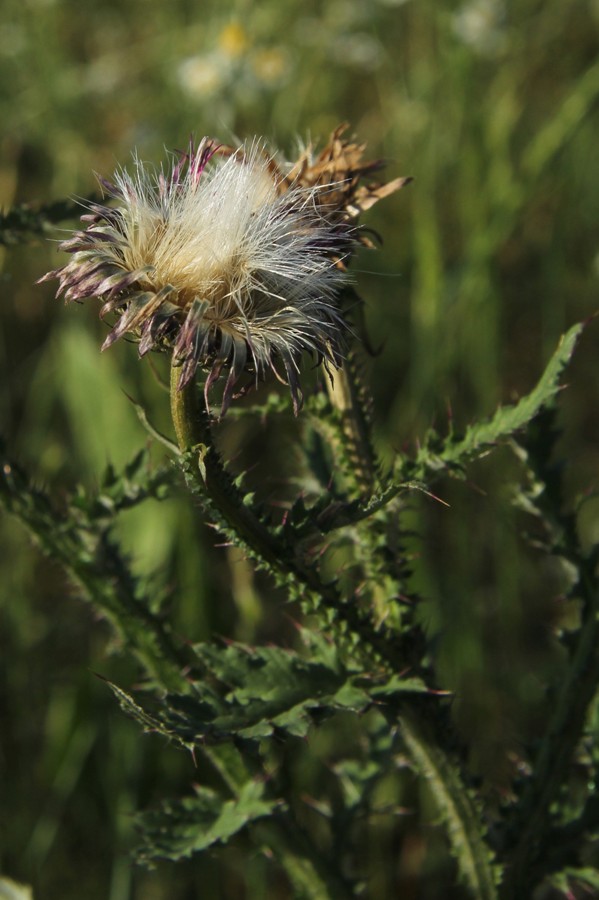 Image of Carduus crispus specimen.