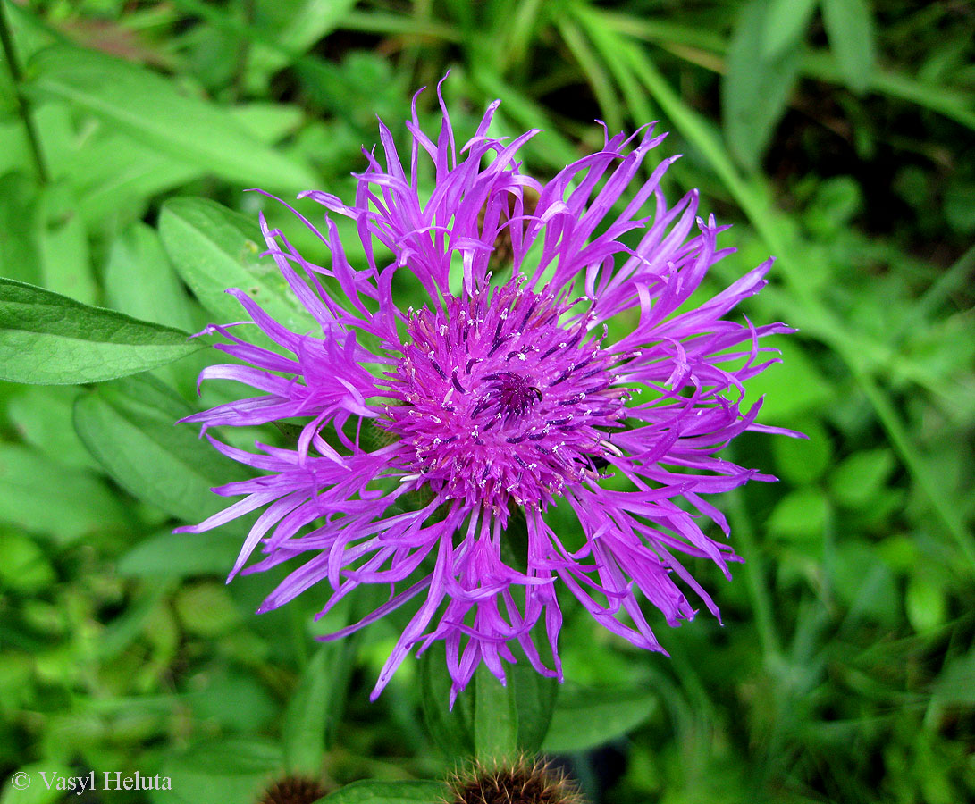 Image of Centaurea carpatica specimen.