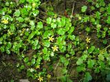 Saxifraga cymbalaria. Цветущее растение на склоне в месте выхода воды. Абхазия, Гудаутский р-н, г. Новый Афон, р. Псырцха, водопад \"Мужские слёзы\". 19 июля 2008 г.