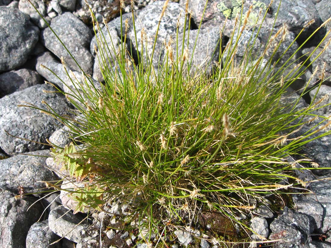 Image of Carex parallela specimen.