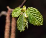 Corylus avellana. Распускающиеся листья. Московская обл., Раменский р-н, окр. дер. Хрипань, окраина леса. 05.05.2011.