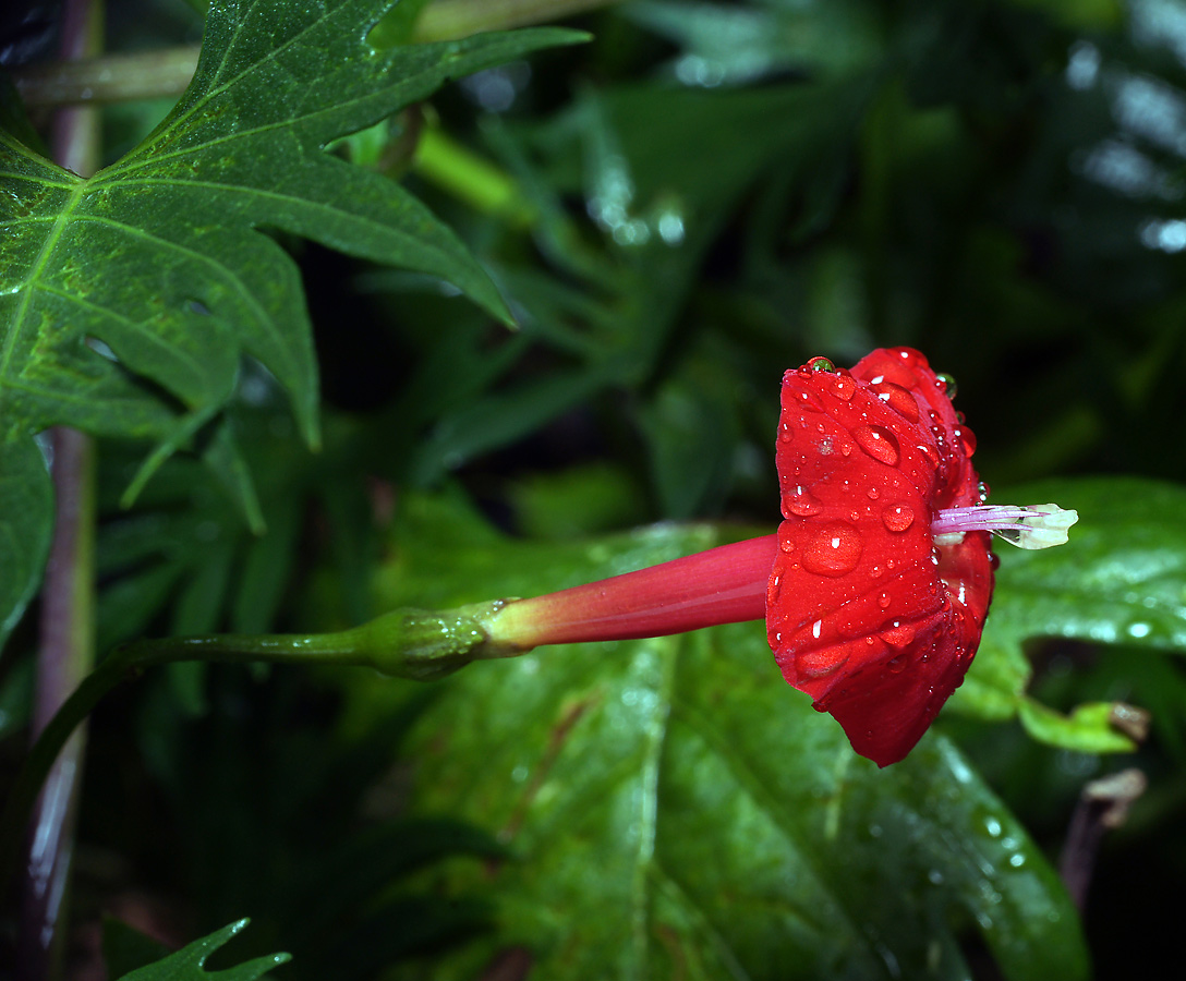 Image of Ipomoea &times; multifida specimen.