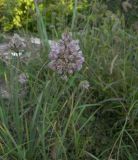 Allium rupestre